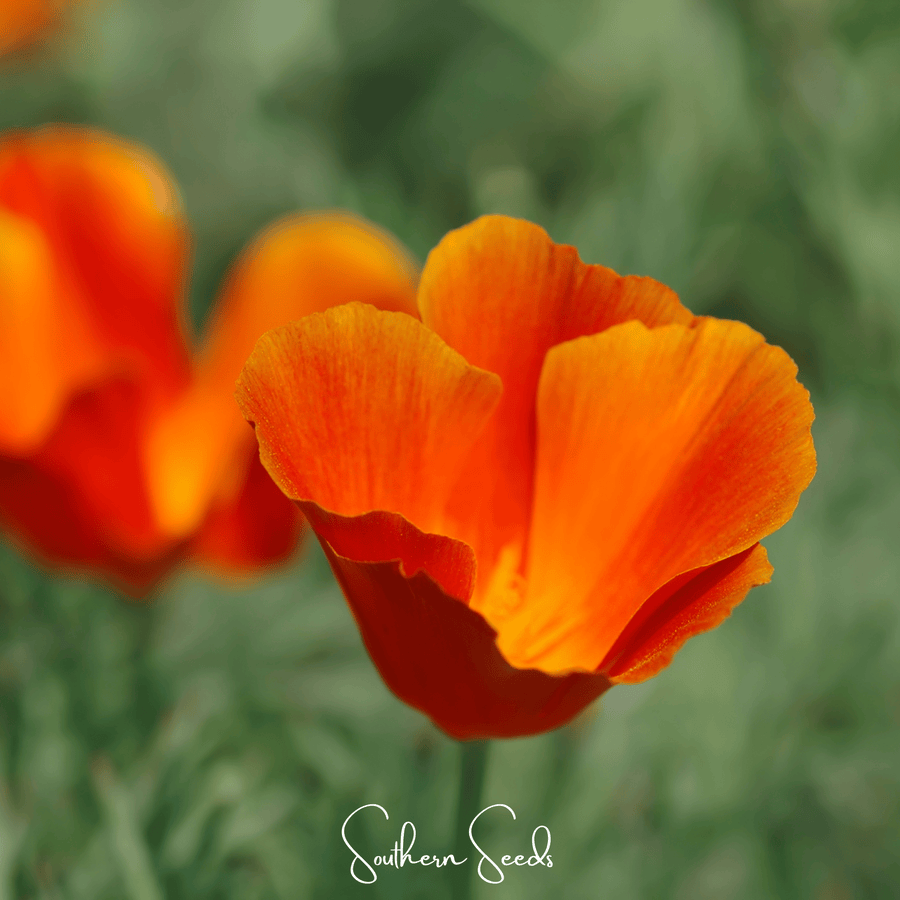Red Chief California Poppy – 200 Seeds