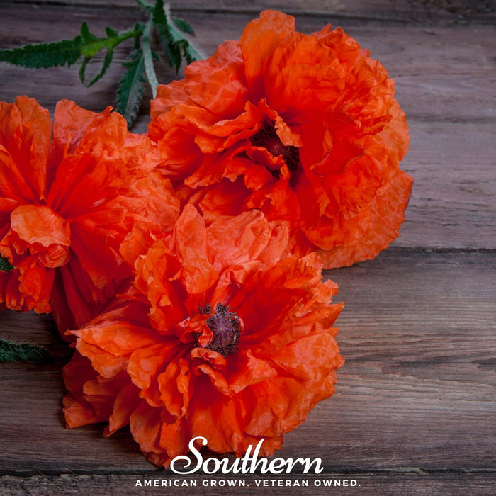Red Poppy