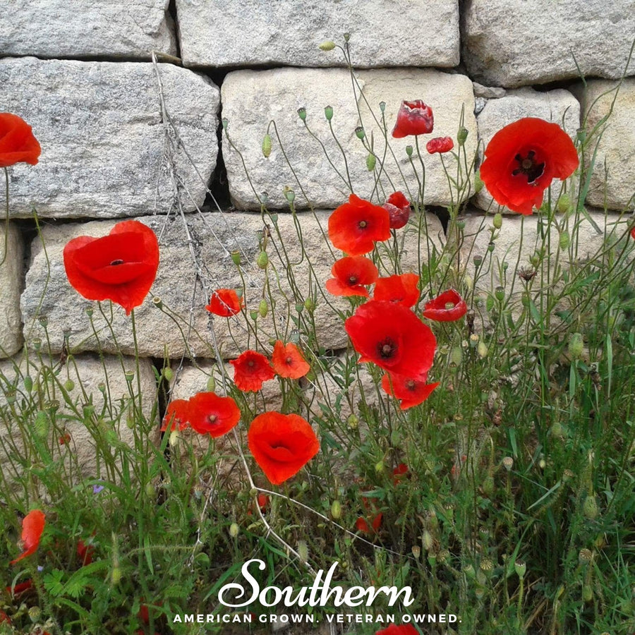 Red Poppy