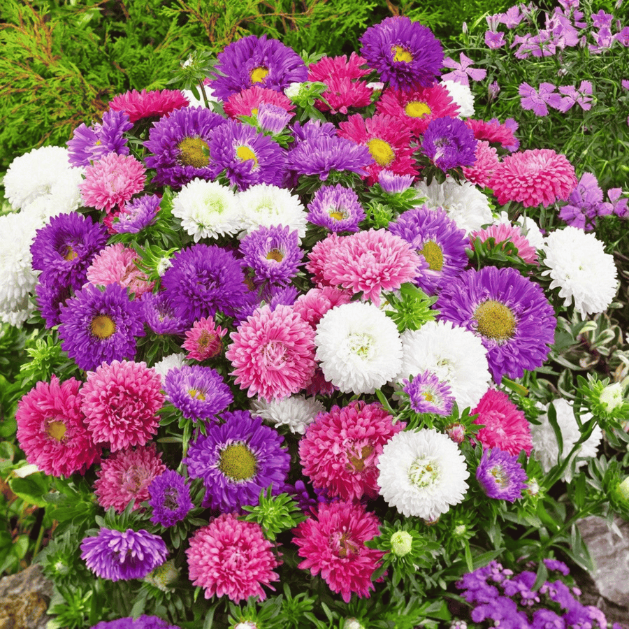 Powder Puff Aster