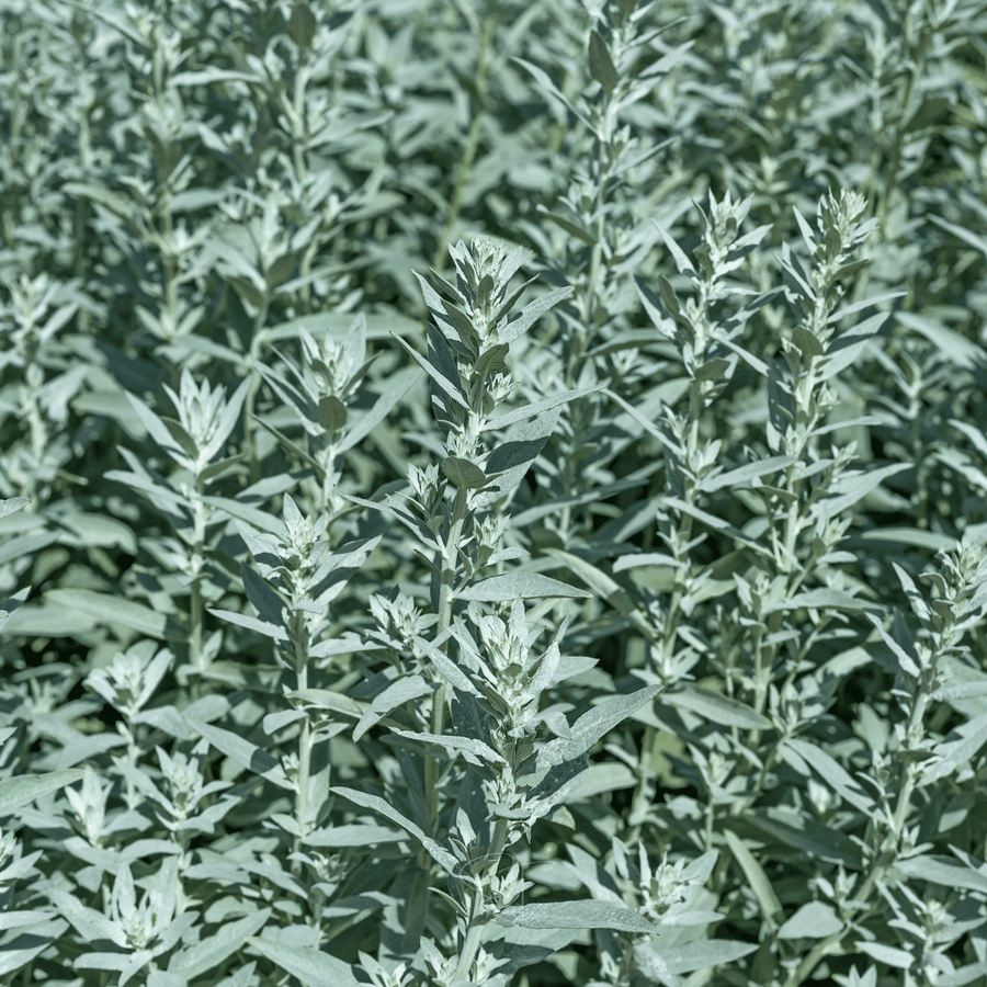 Prairie Sage – 100 Seeds