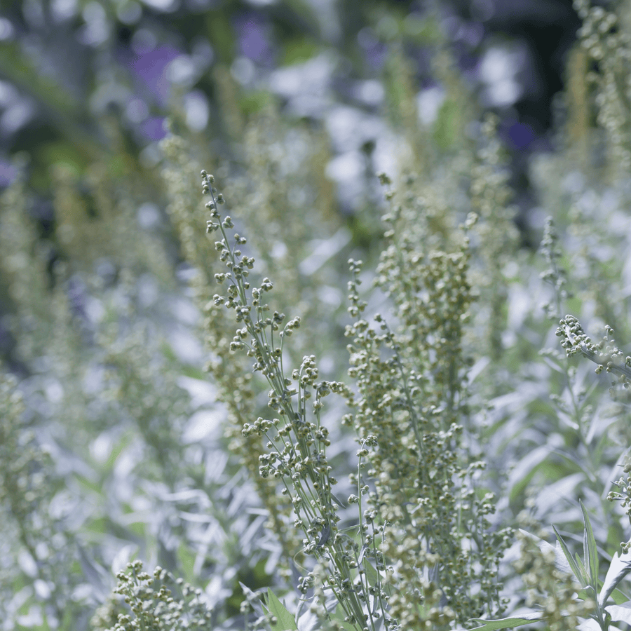 Prairie Sage – 100 Seeds