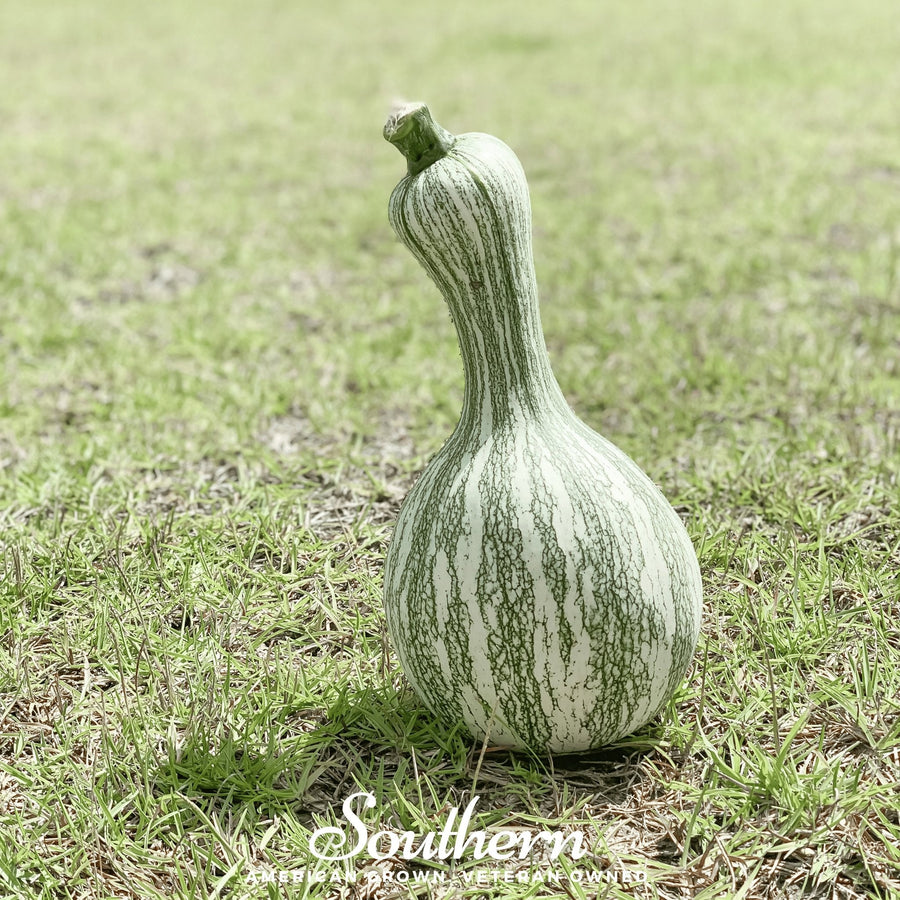 Cushaw Green Striped Pumpkin