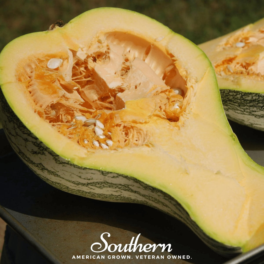 Cushaw Green Striped Pumpkin
