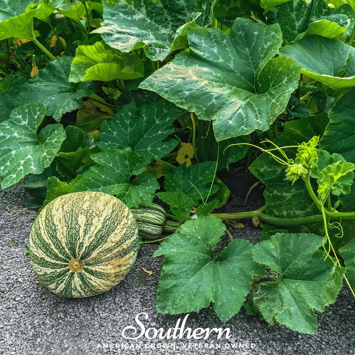 Cushaw Green Striped Pumpkin