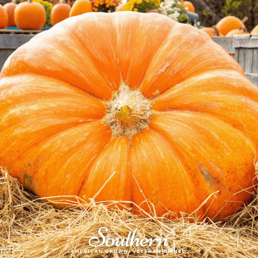 Dills Atlantic Giant Pumpkin – 5 Seeds