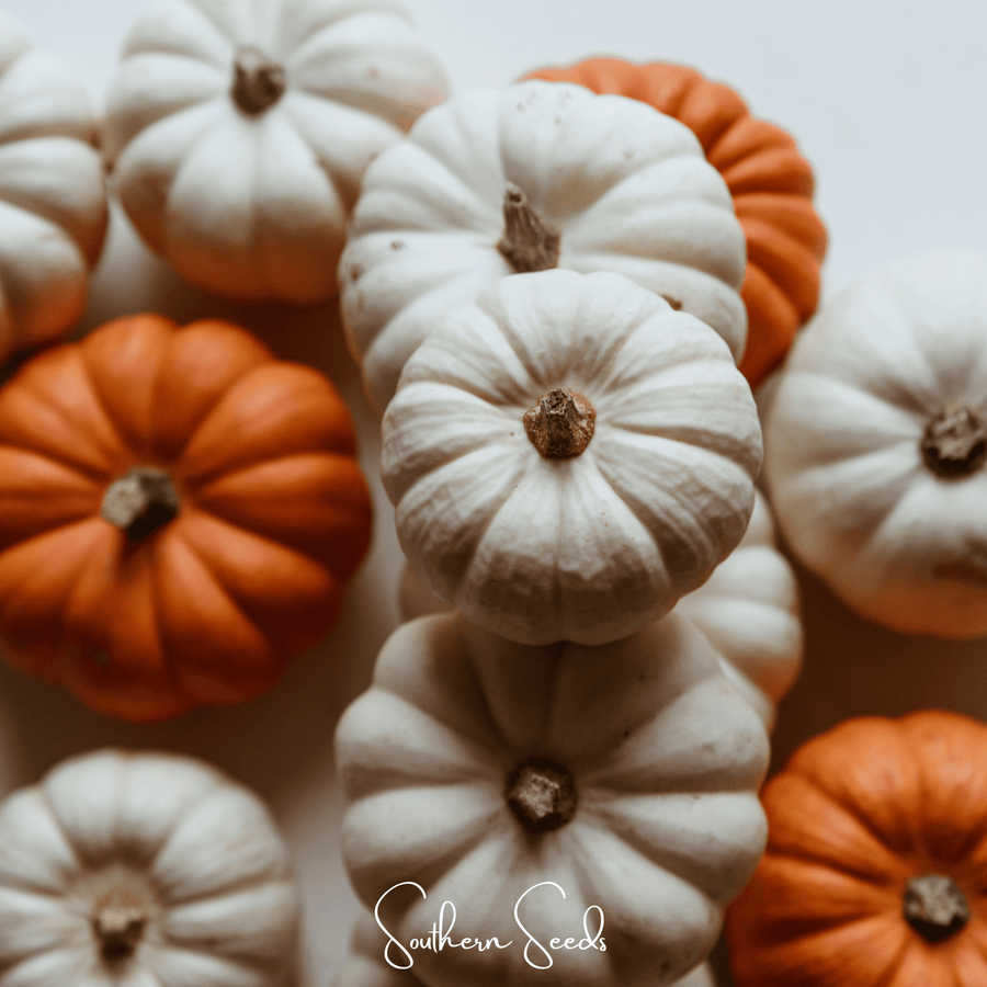 Gooligan Pumpkin