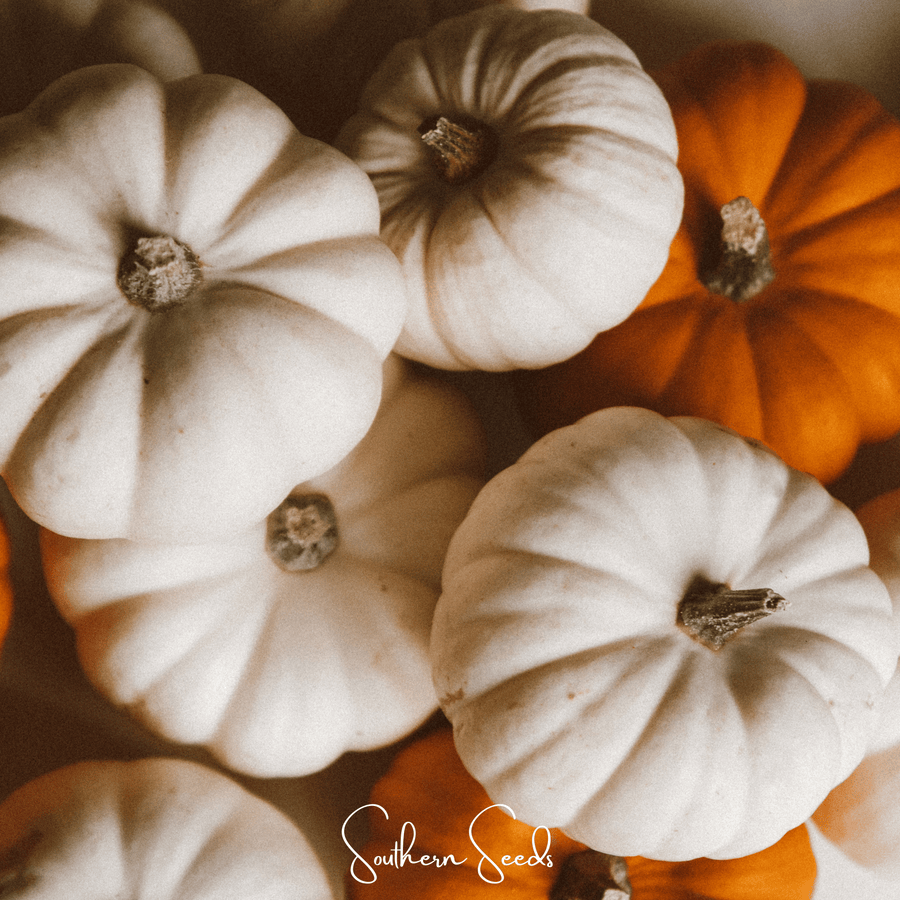 Gooligan Pumpkin
