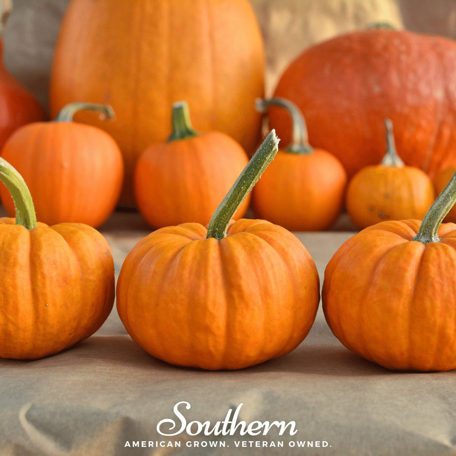 Jack Be Little Pumpkin
