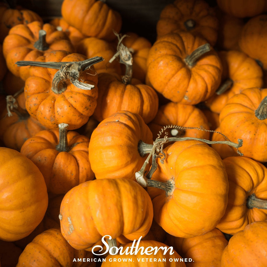 Jack Be Little Pumpkin