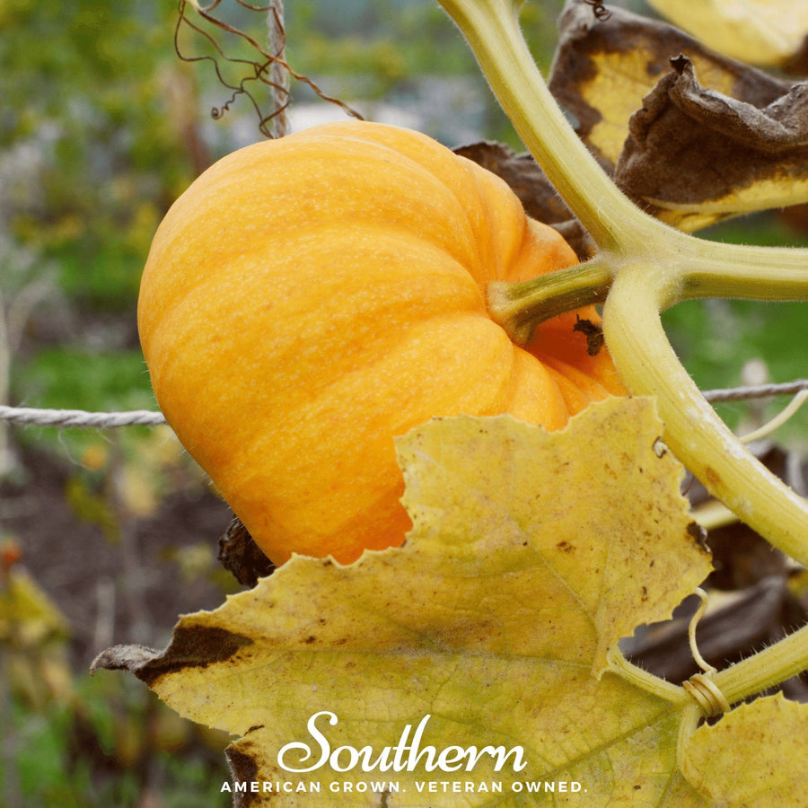 Jack Be Little Pumpkin