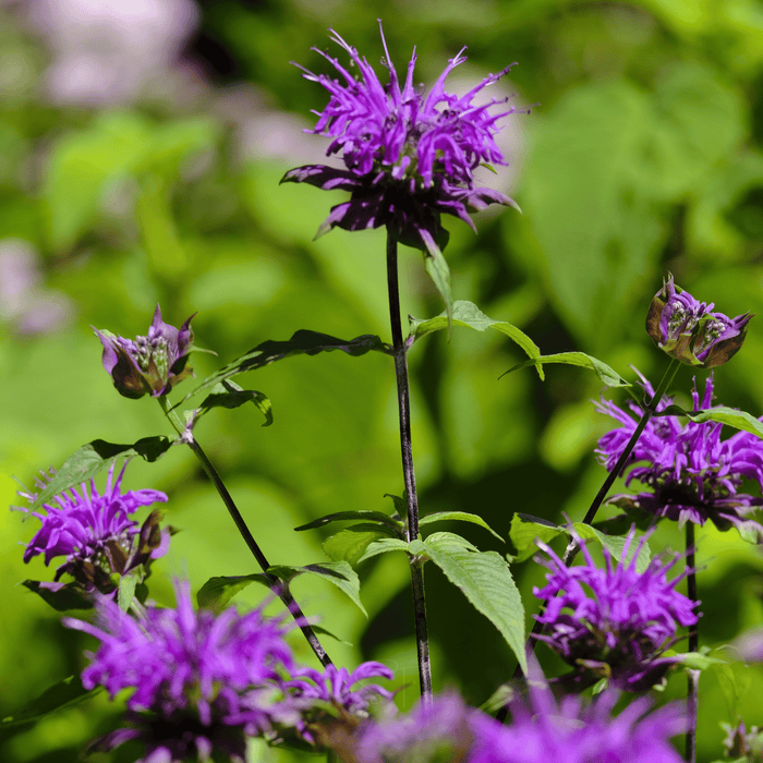 Purple Bee Balm