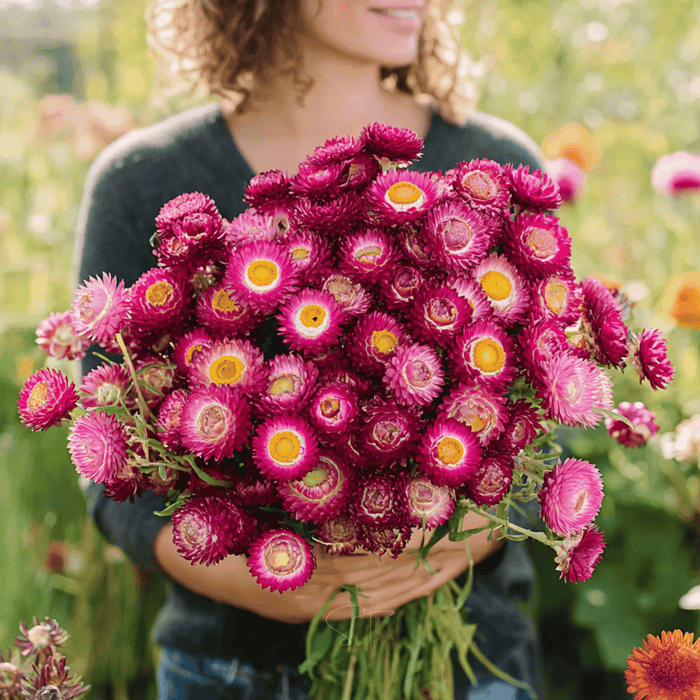 Purple-Red Strawflower