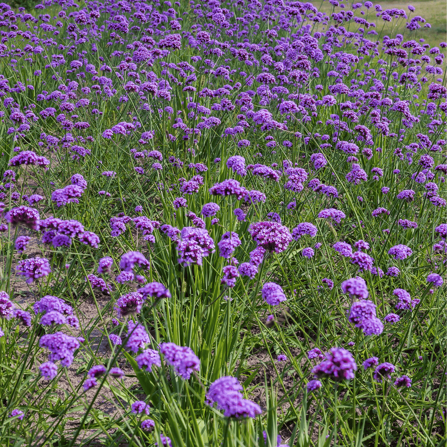 Purple Top Vervain – 100 Seeds