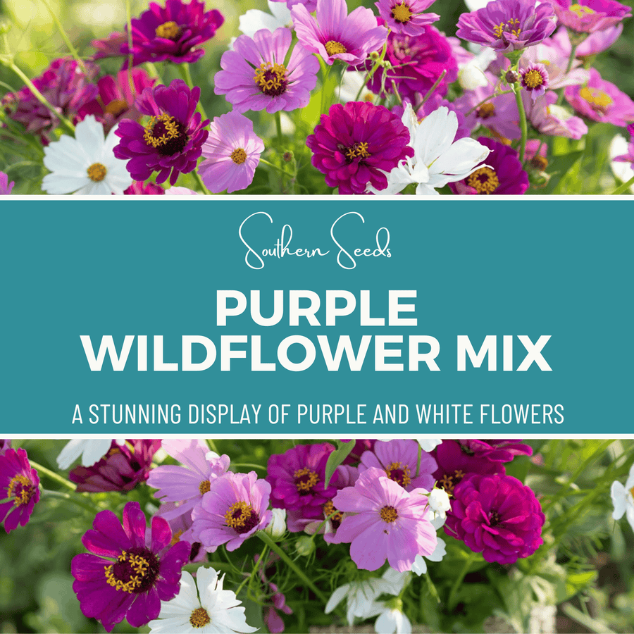 Purple Wildflower Seed Mix