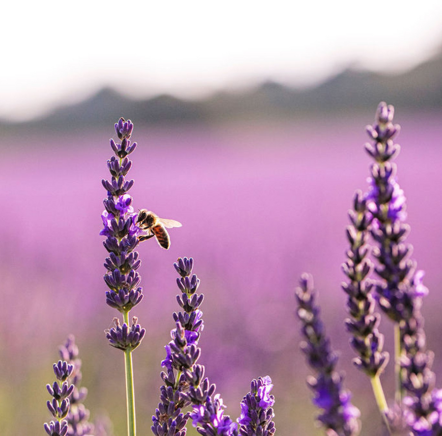 Bee on purple lavender flowers illustrating the lavender honey flavor