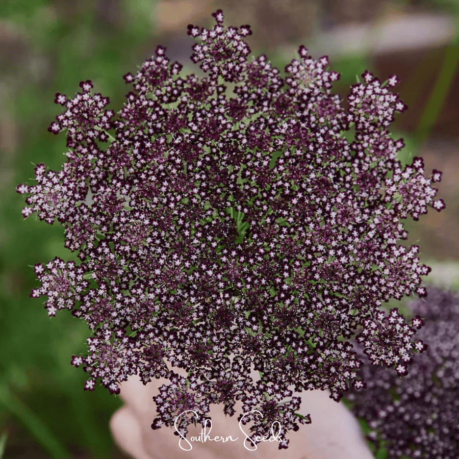 Chocolate Lace Queen Anne's Lace – 100 Seeds