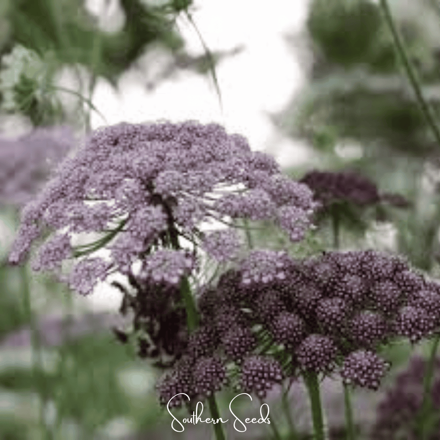 Chocolate Lace Queen Anne's Lace – 100 Seeds