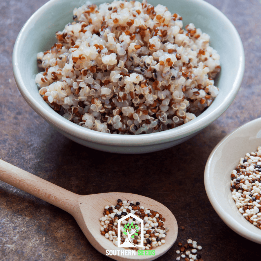 Brightest Brilliant Rainbow Quinoa