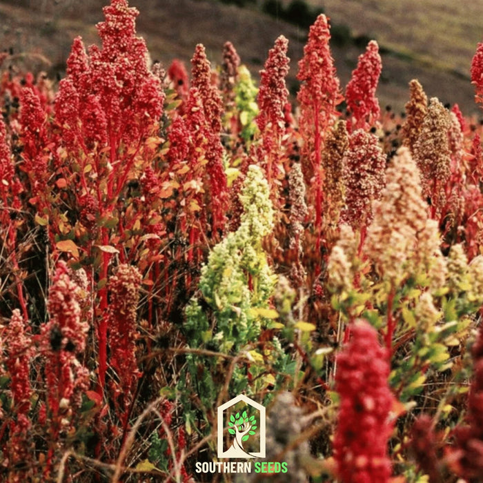 Brightest Brilliant Rainbow Quinoa