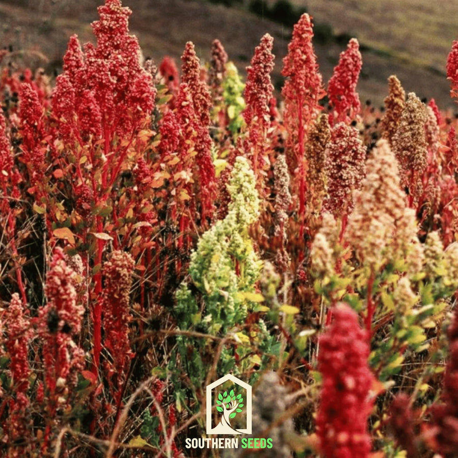 Brightest Brilliant Rainbow Quinoa