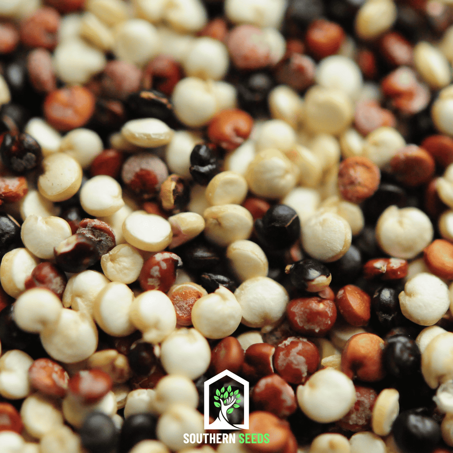 Brightest Brilliant Rainbow Quinoa