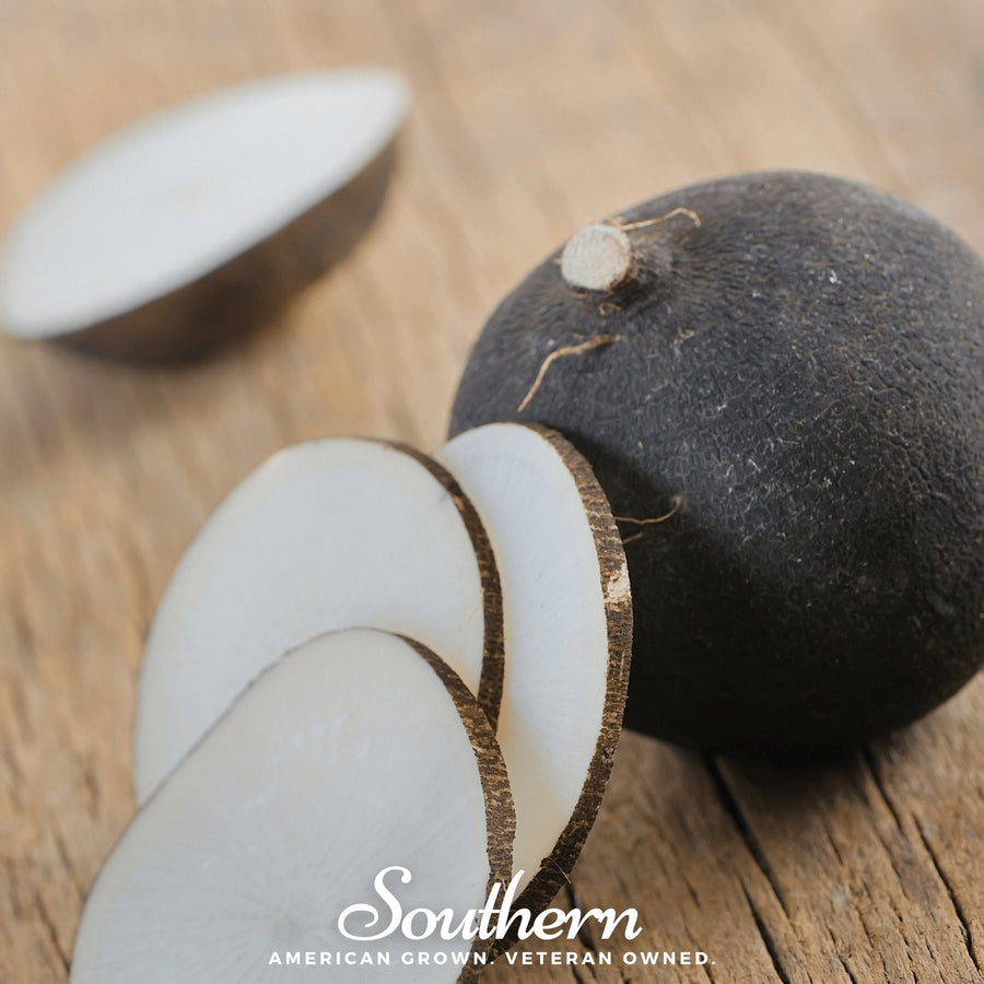 Black Spanish Radish