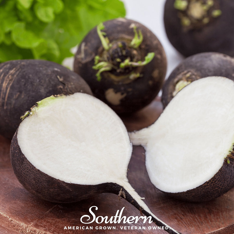 Black Spanish Radish
