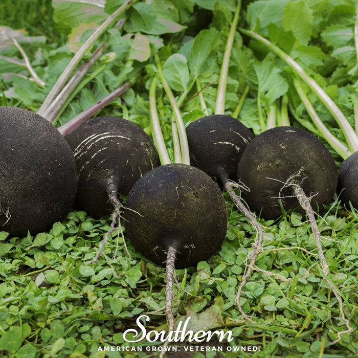 Black Spanish Radish