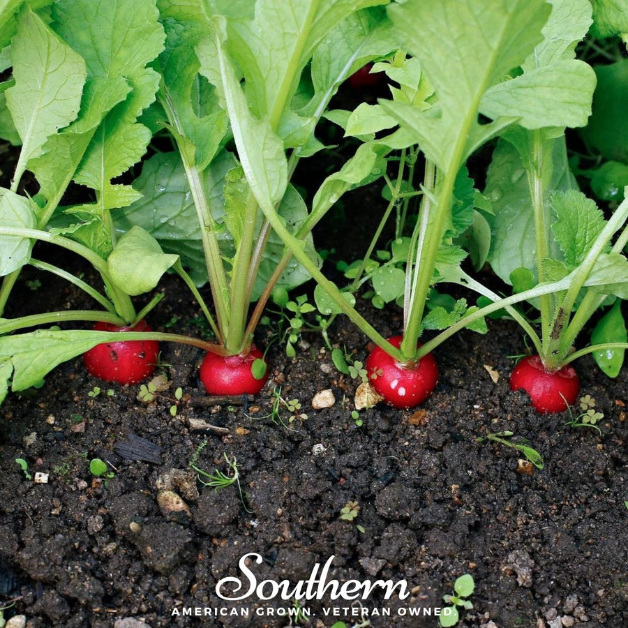 Crimson Giant Radish