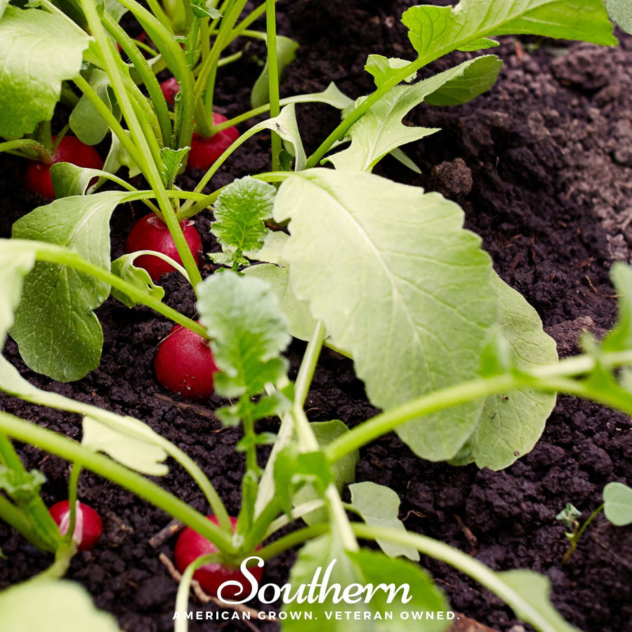Crimson Giant Radish