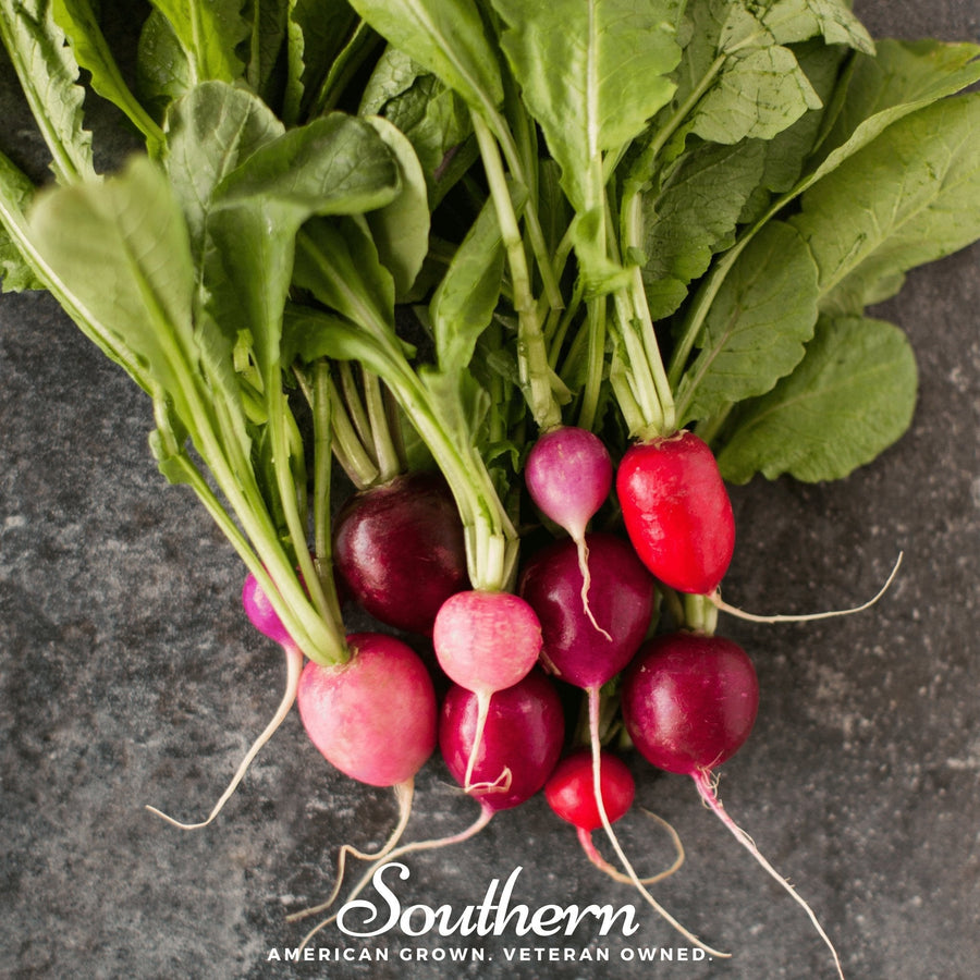 Easter Egg Radish – 250 Seeds