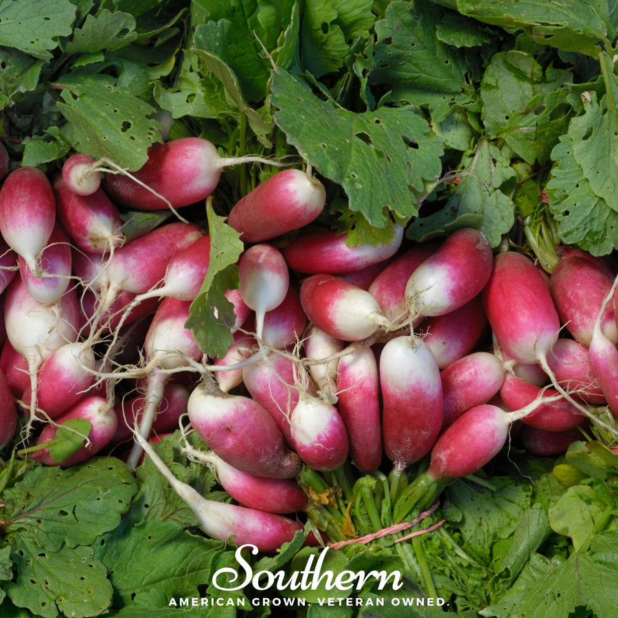French Breakfast Radish – 250 Seeds