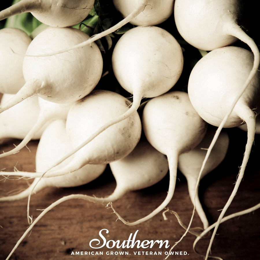 Hailstone Radish
