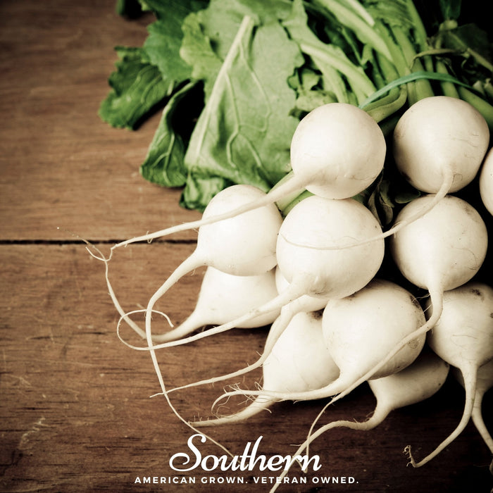 Hailstone Radish