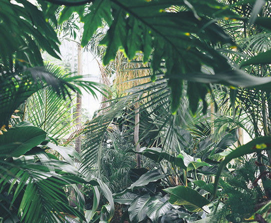Green foliage in the Rainforest Espresso coffee image gallery