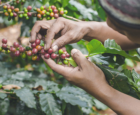 Hands picking ripe coffee cherries from a branch