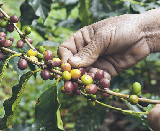 Hands harvesting coffee cherries from a branch