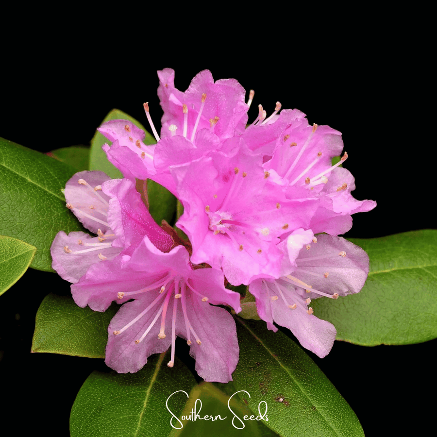Carolina Azalea Rhododendron – 100 Seeds