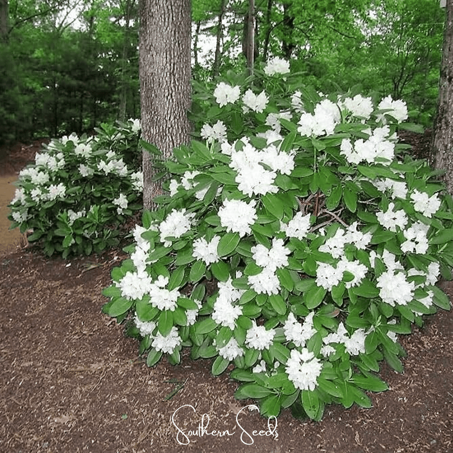 Fortune Rhododendron – 100 Seeds