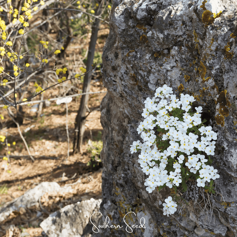 White Rockcress