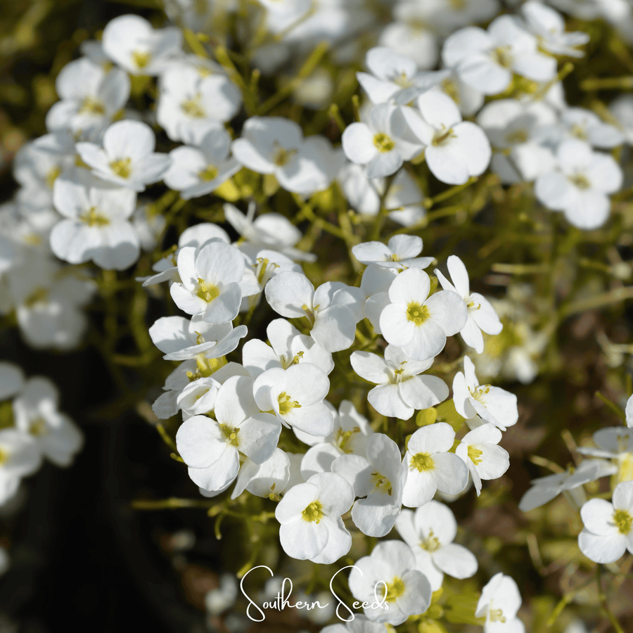 White Rockcress