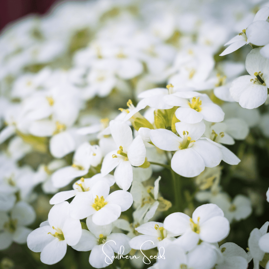 White Rockcress