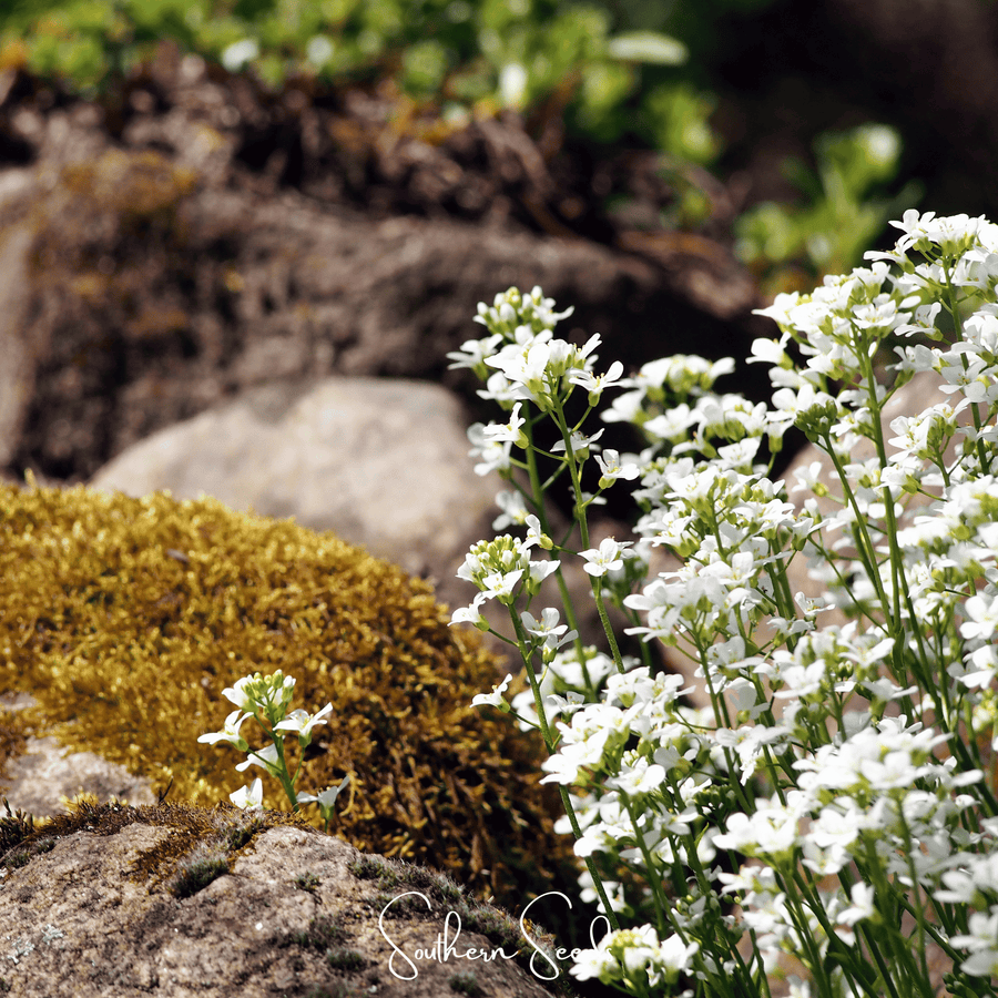 White Rockcress