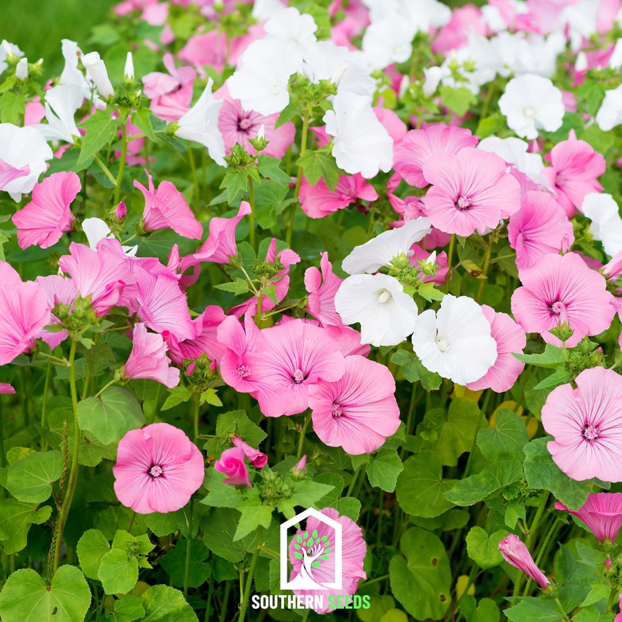 Rose Mallow Mix – 50 Seeds