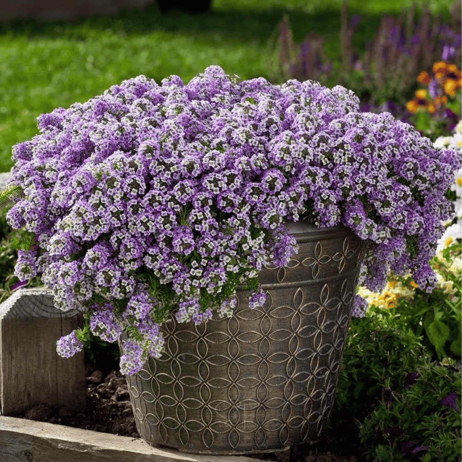 Royal Carpet Alyssum – 100 Seeds