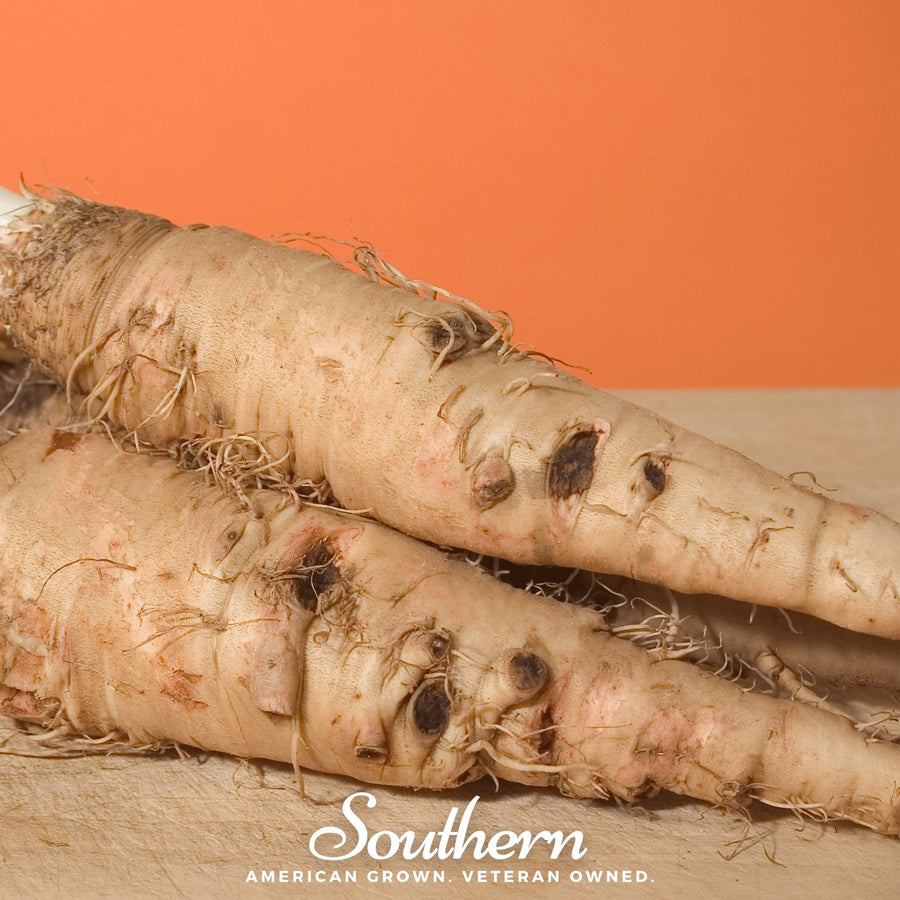 Mammoth Sandwich Island Salsify