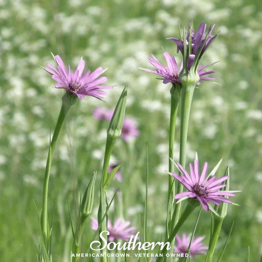 Mammoth Sandwich Island Salsify