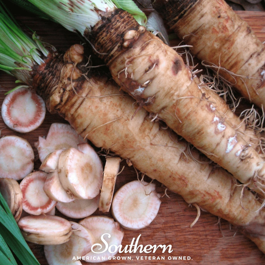 Mammoth Sandwich Island Salsify