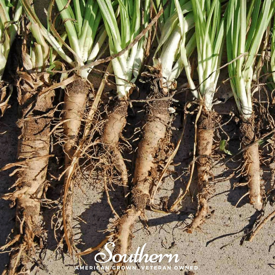 Mammoth Sandwich Island Salsify